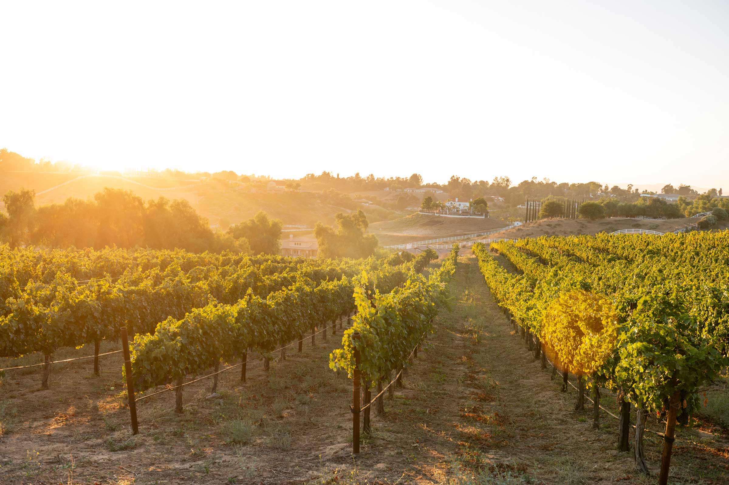 rows of grapevines as the sun sets casting a golden light over the vineyard