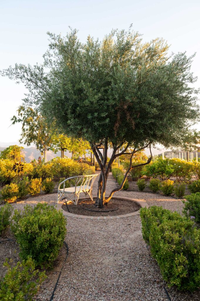 Olive trees in the garden at Villa de Portola